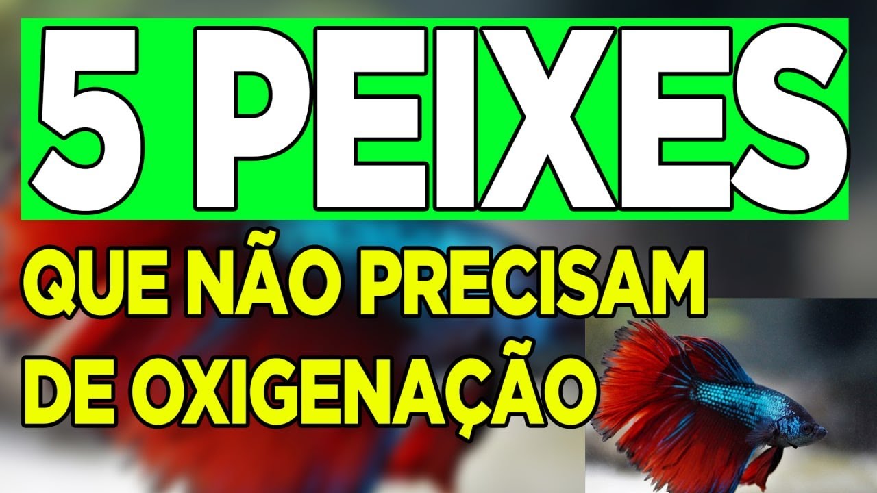 TOP 5 PEIXES QUE NÃO PRECISAM DE BOMBINHA – IDEAL PARA SEU AQUÁRIO!