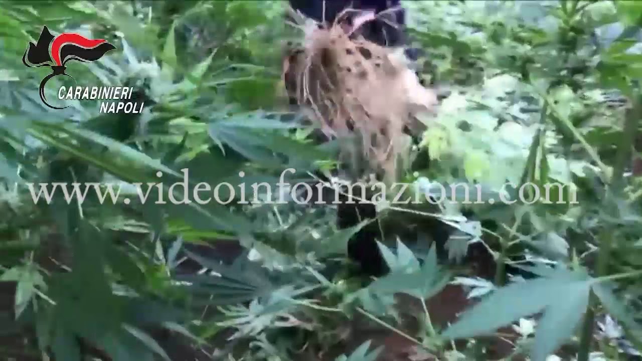 Sequestro piantagione di cannabis sui Monti Lattari