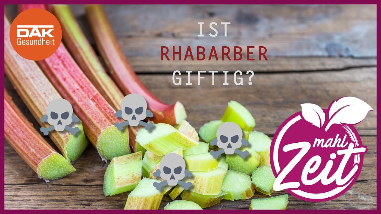 Ist Rhabarber giftig? | #mahlZeit | DAK-Gesundheit