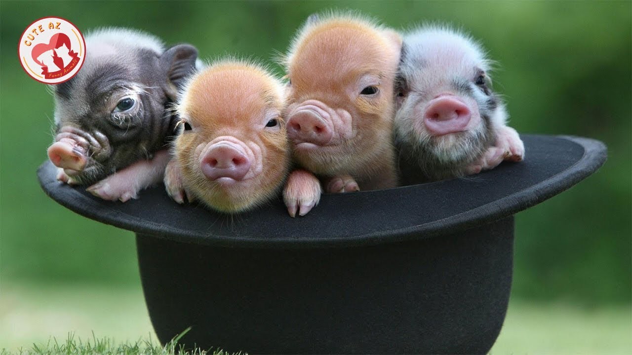MINI PIGS - Funny Micro Pigs - Cute Teacup Pig Videos 🐷 Funny Pig Video Compilation 2019 #1