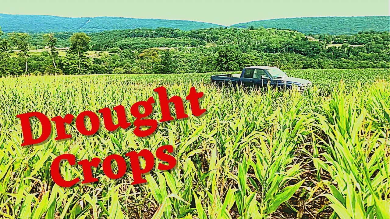 Drought….. a bad one…..