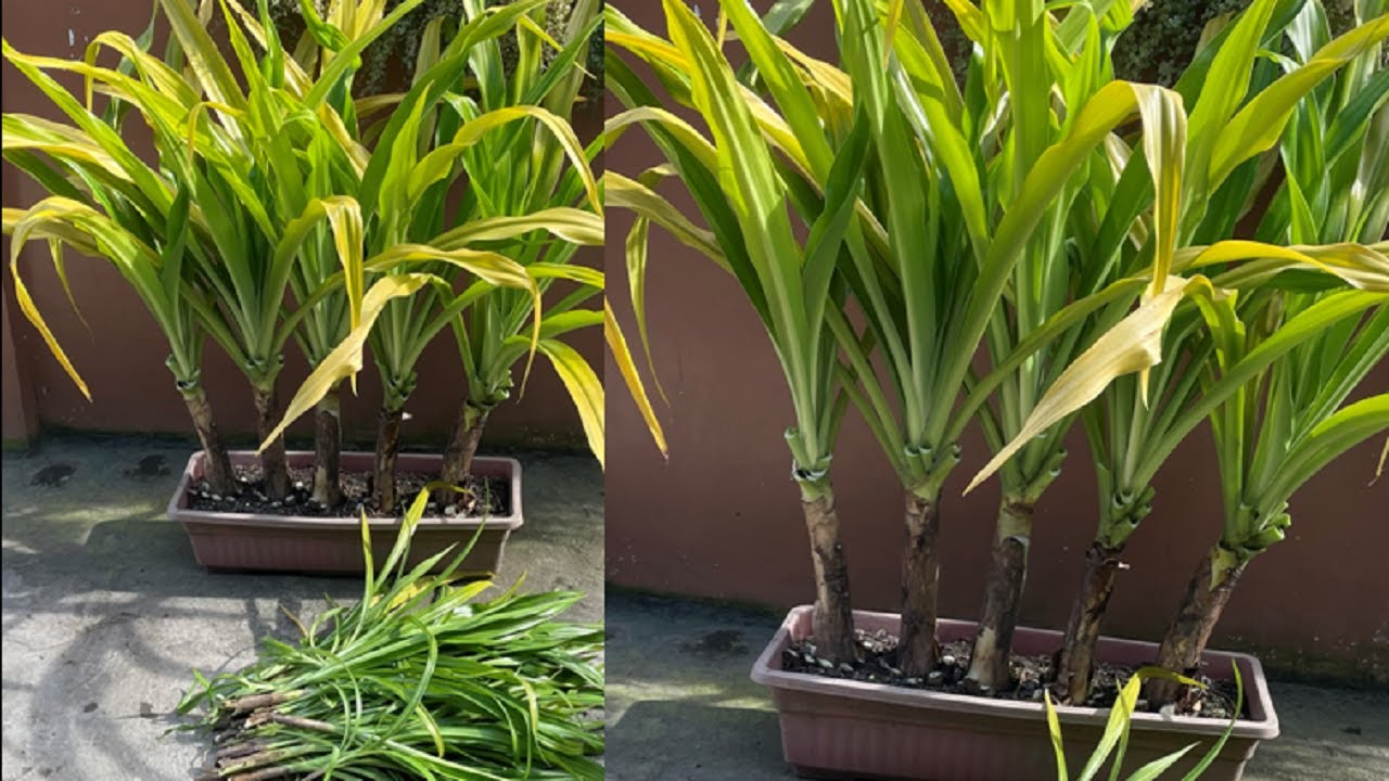 How to Divide and Propagate Golden Crinum Lily + more Babies