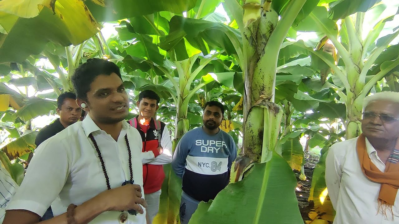 2956- G-9 + Banana Tissue 70-30 Farming 9754838222 केला खेती, किसान दरबार किसान पाठशाला BALRAM KISAN