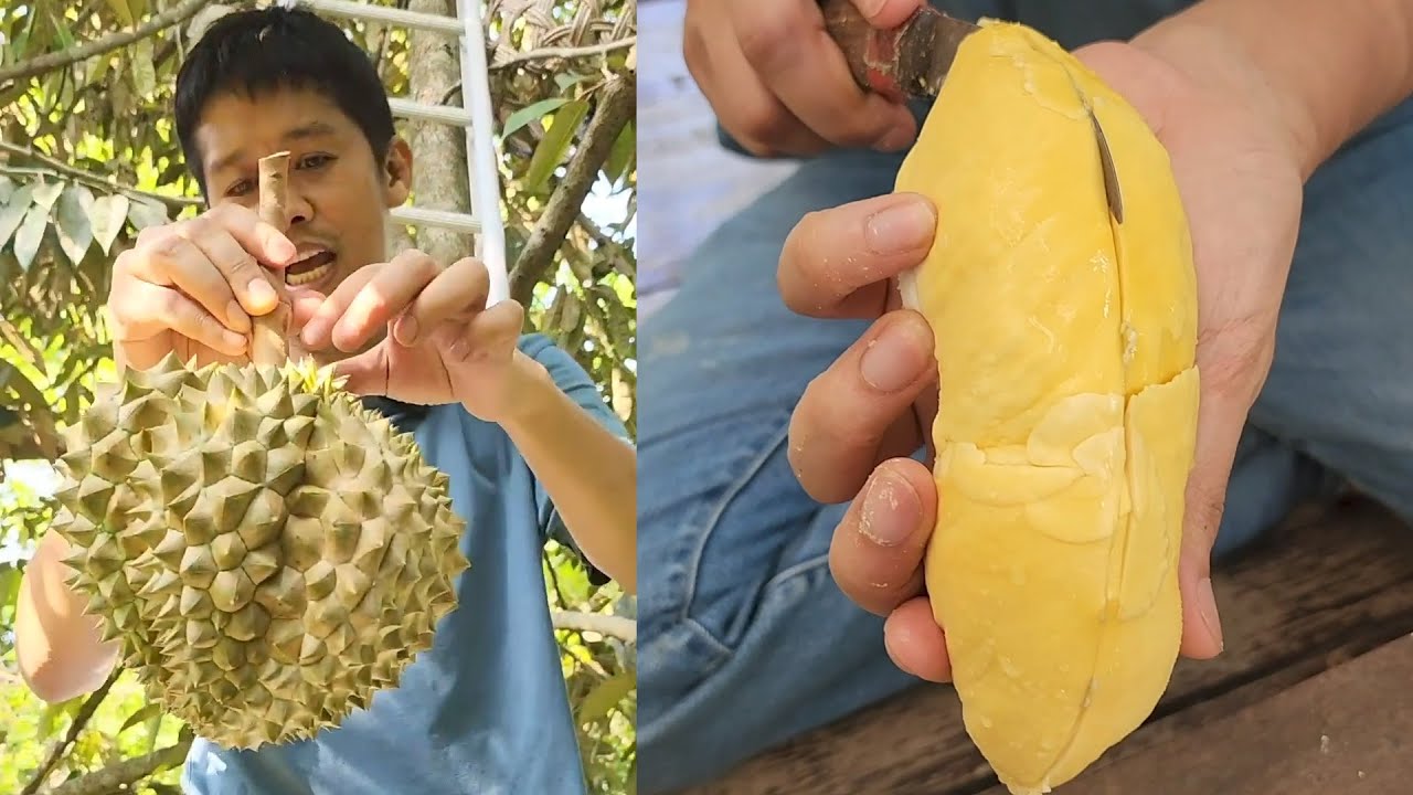 จริงไหม ทุเรียนอินทรีย์กลิ่นดอกไม้ | เอิร์ธสดชื่น