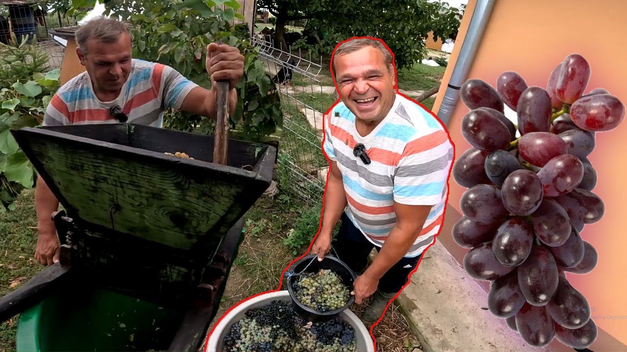 APJA DARÁLJA A SZŐLŐT🍇 BAJ VAN A REPCÉVEL?