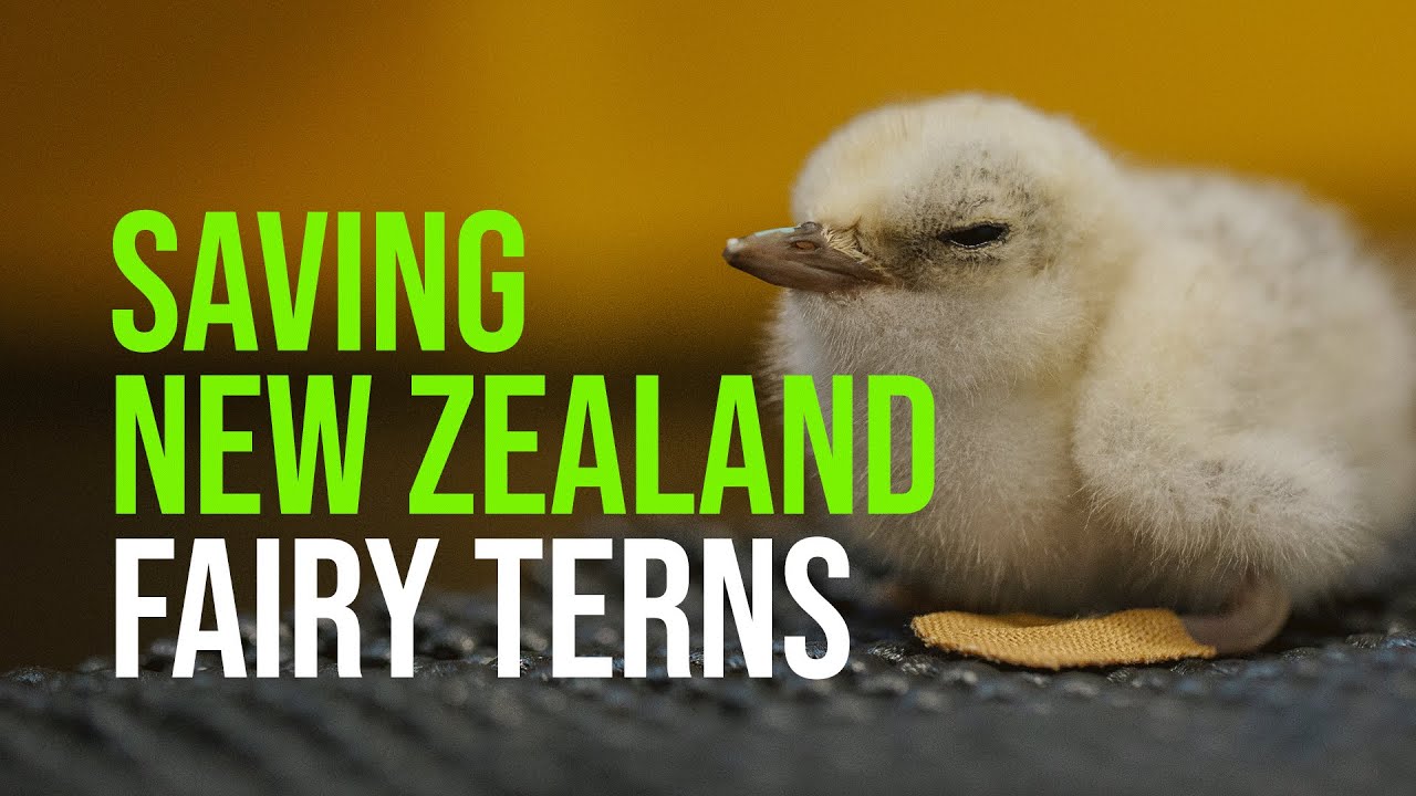 Working Together To Conserve New Zealand's Fairy Tern