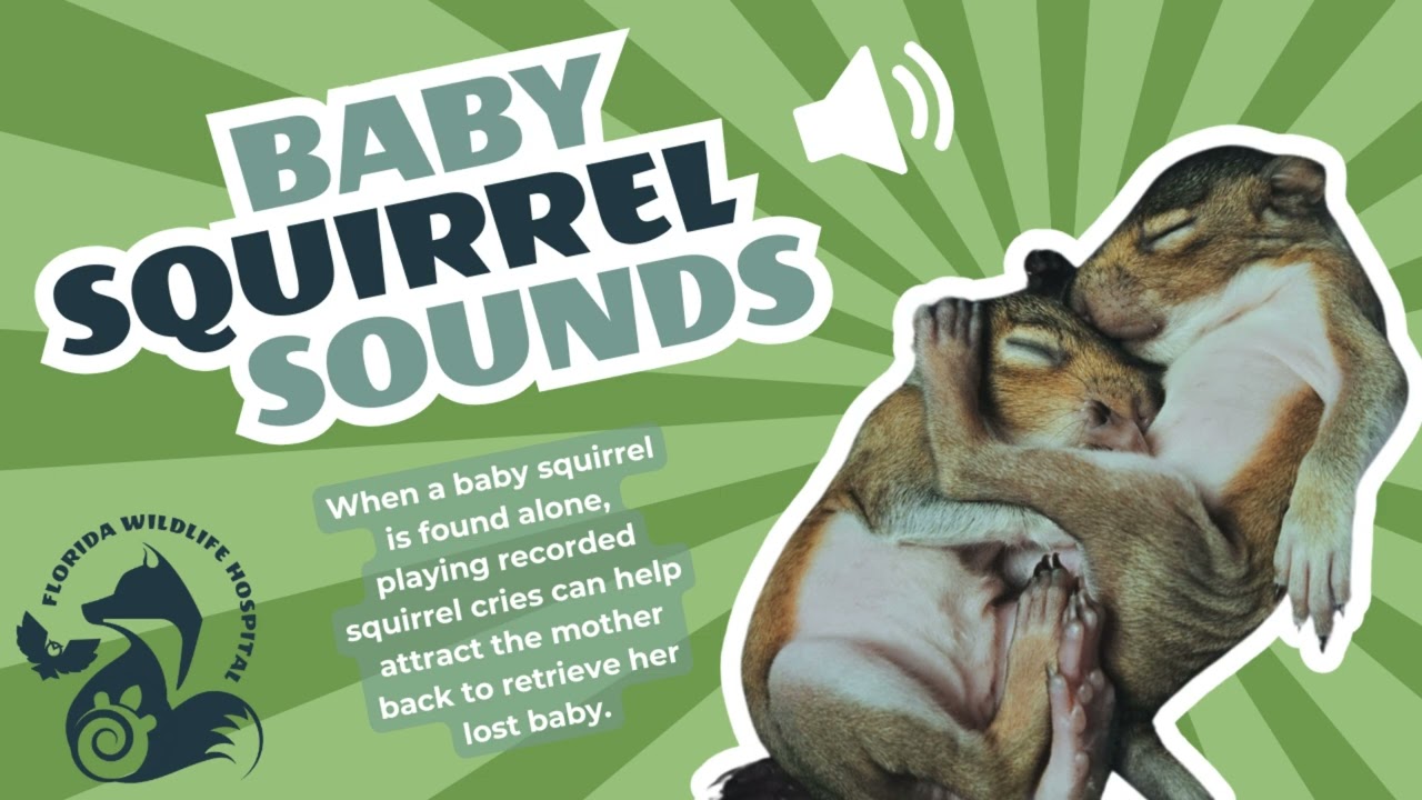 Baby Squirrel Sounds Video