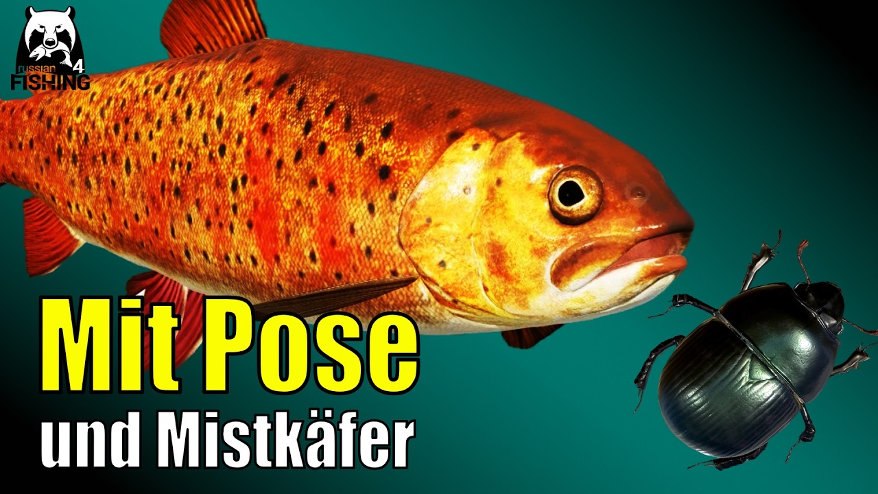 Russian Fishing 4 - Jama - Mit Mistkäfer auf Pose, 3 Matchrute für Saibling und Lachs