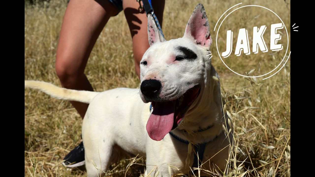 Jake | Protectora de Animales y Plantas de Málaga