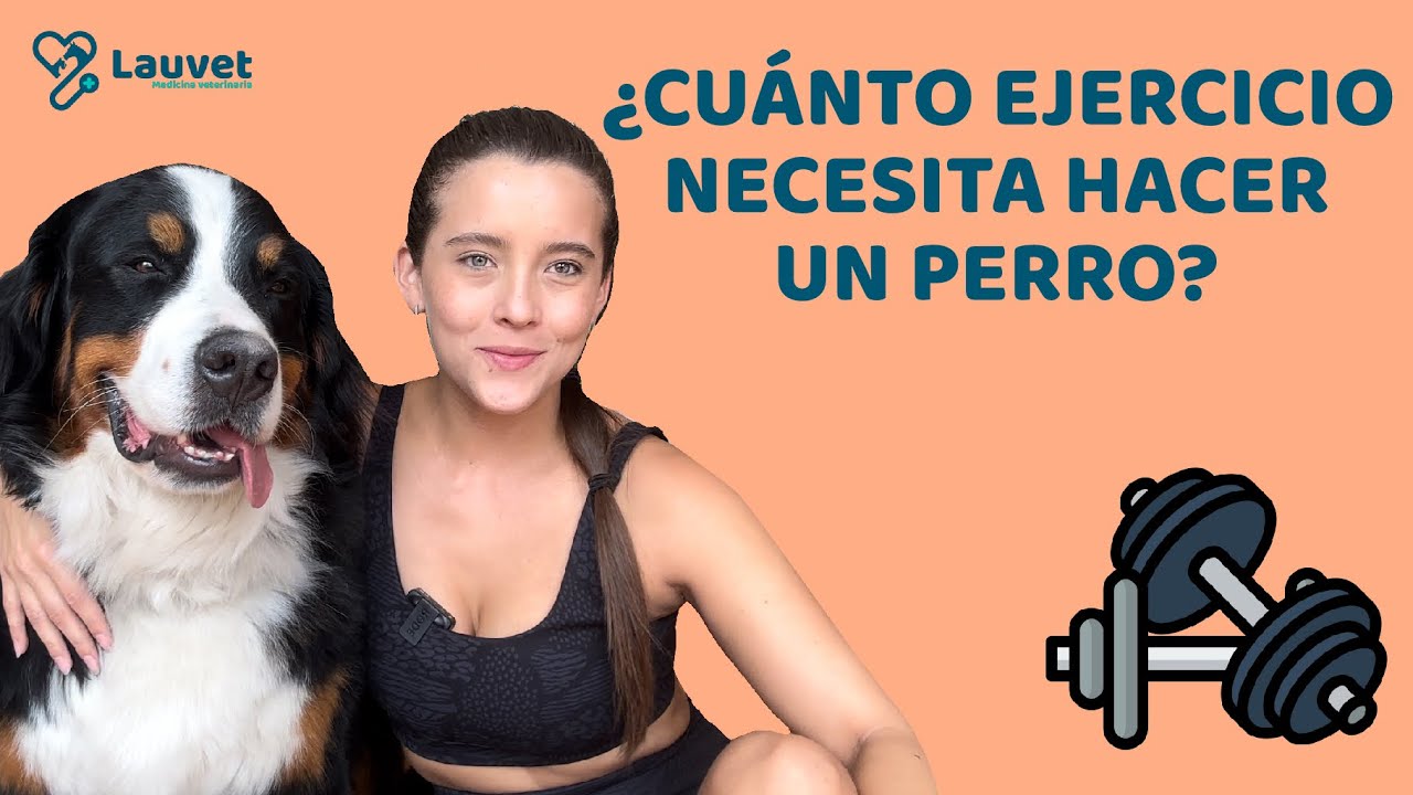 ¿MI PERRO NECESITA HACER EJERCICIO? ¿CUÁNTO NECESITA? - Lauvet