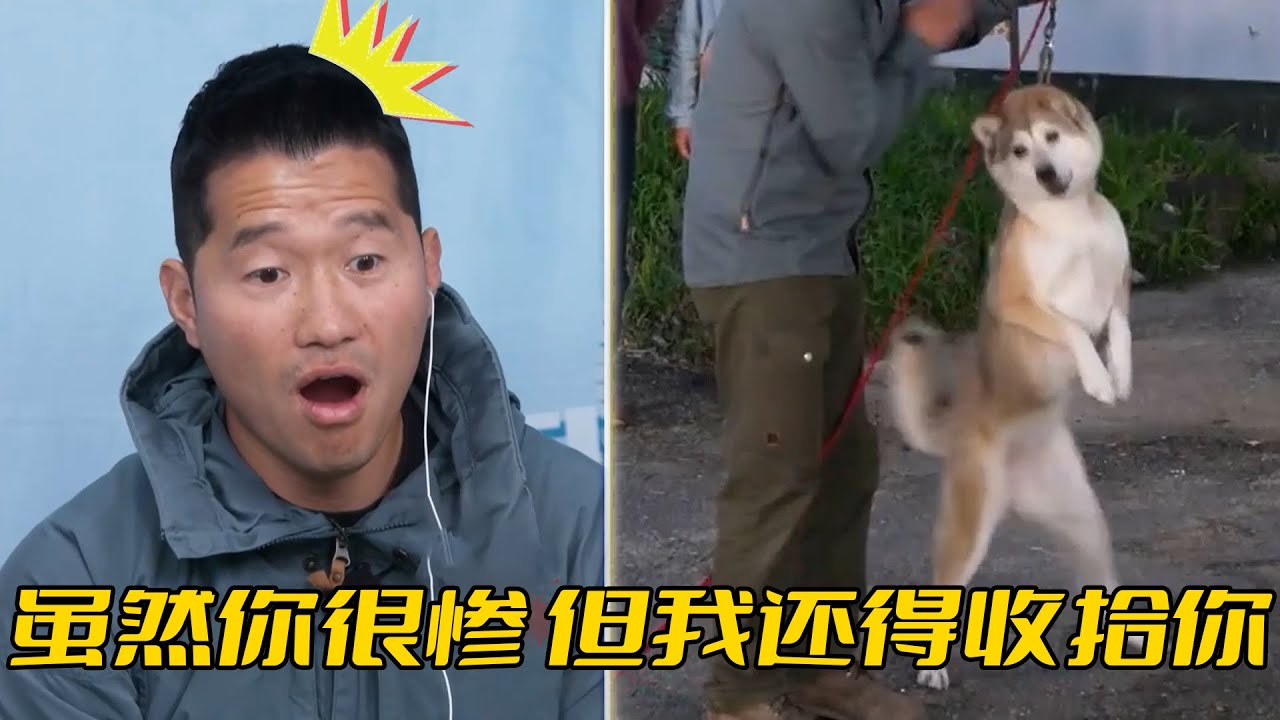 哈士奇專咬不栓繩的狗，主人攔架跟著一起挨咬，無奈請訓犬師教育