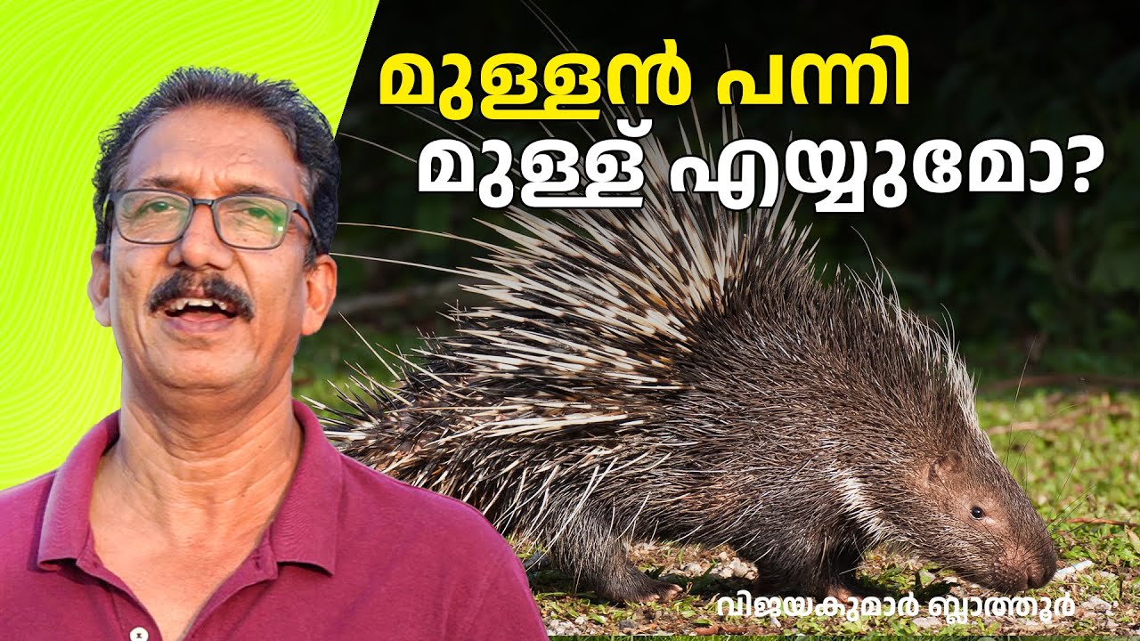 മുള്ളൻ പന്നിക്ക് മുള്ള് തെറിപ്പിക്കാൻ കഴിയില്ല Porcupines can't  shoot their quills #മുള്ളൻപന്നി