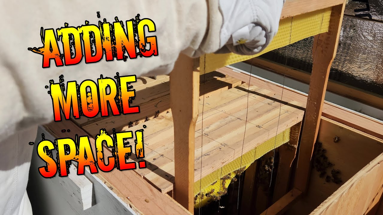Adding Frames to the Layens Hive