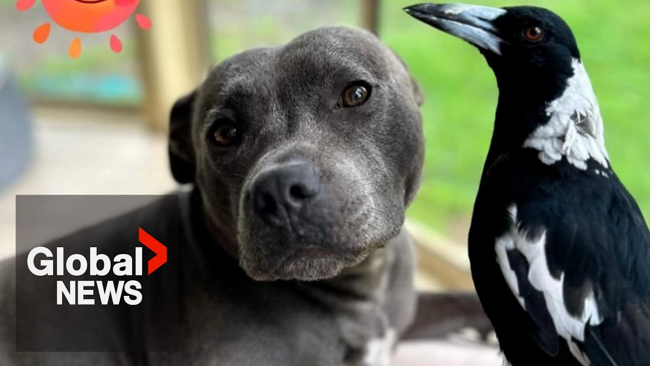 Molly the magpie reunites with &ldquo;best friend&rdquo; dog after public outcry