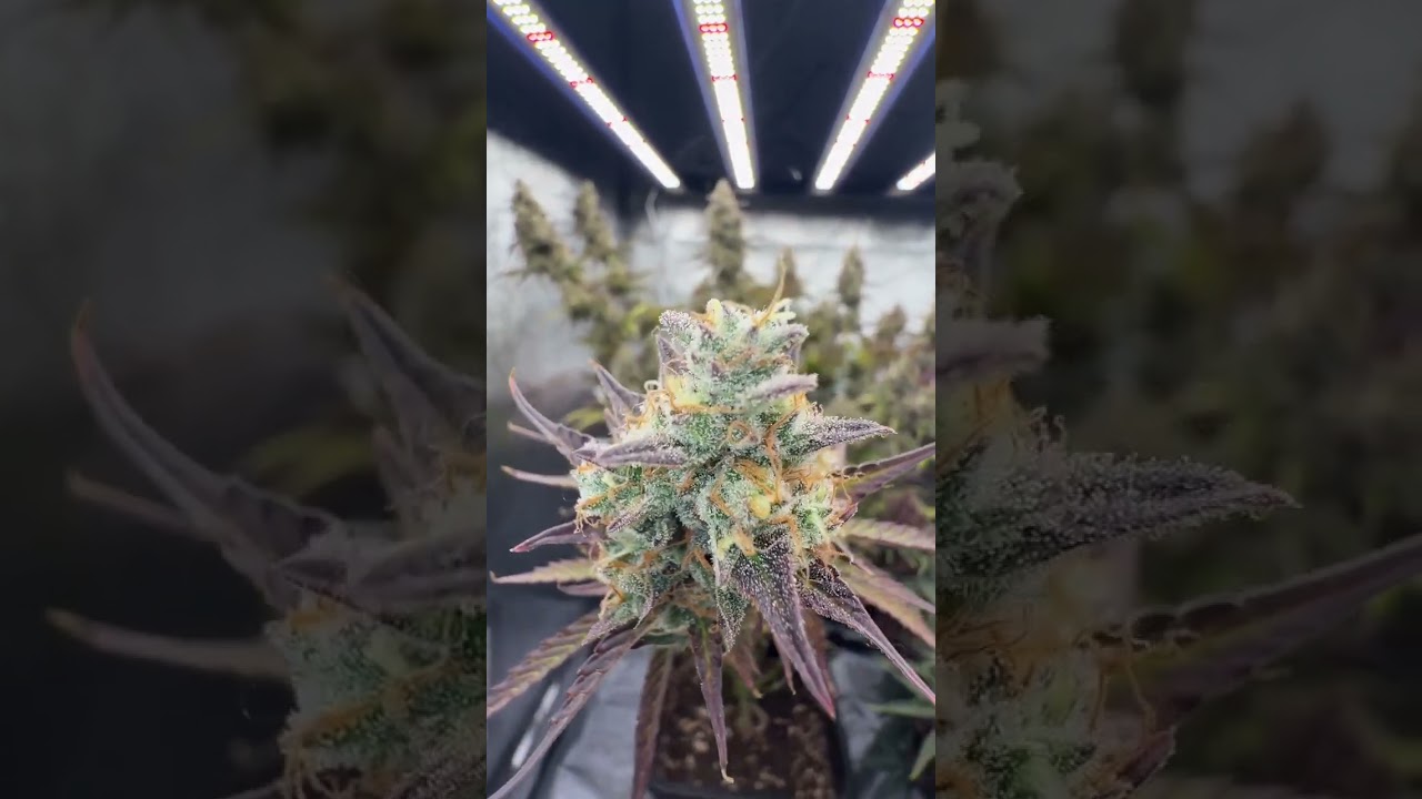 Gorilla Cookies Auto 🦍 Fast Buds | Hybrid by  bud monster og IG