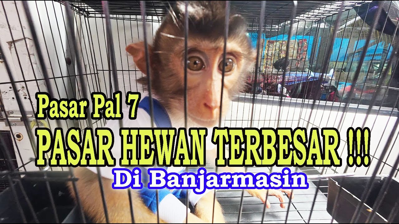 Pasar Ahad Pal 7 Banjarmasin - Pasar hewan peliharaan dan ternak terbesar di Kota Banjarmasin