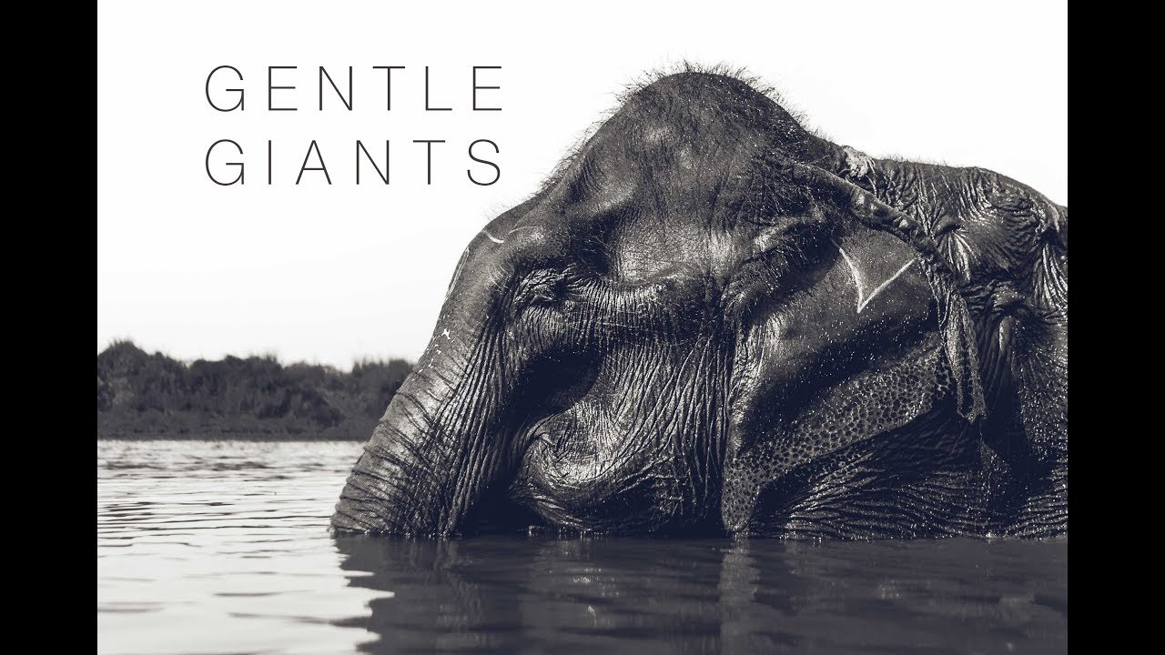 Gentle Giants (Elephants) TolisArt