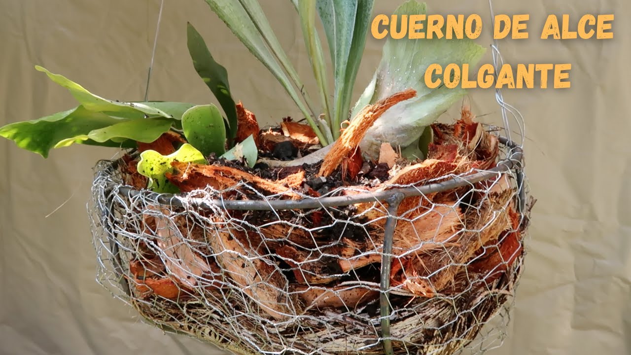 Helecho Colgante/ Cuerno de Alce.