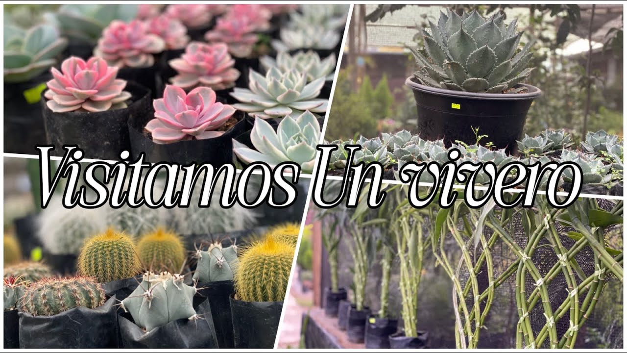 🌿 VISITAMOS UN VIVERO 🌿