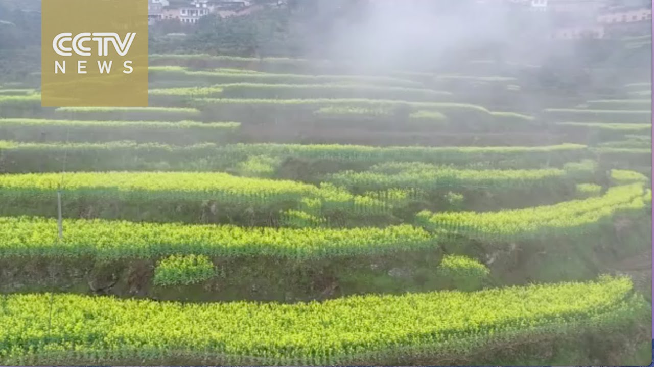 Aerial Video: Rapeseed flowers in full bloom in east China