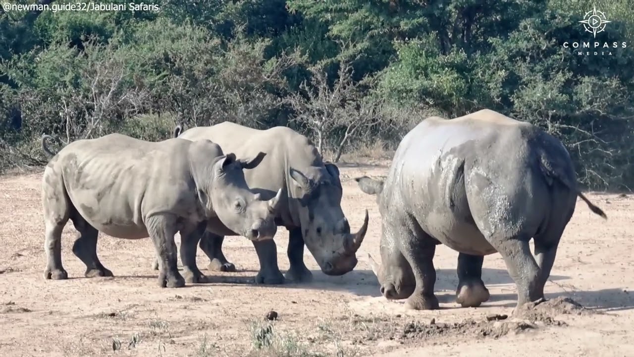 Rhino Mum Defends Herself & Calf from Two Ton Male