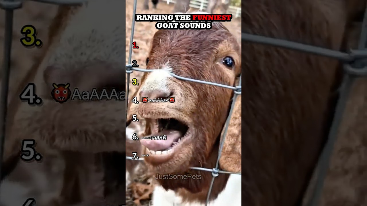 Ranking Funny Goat Sounds