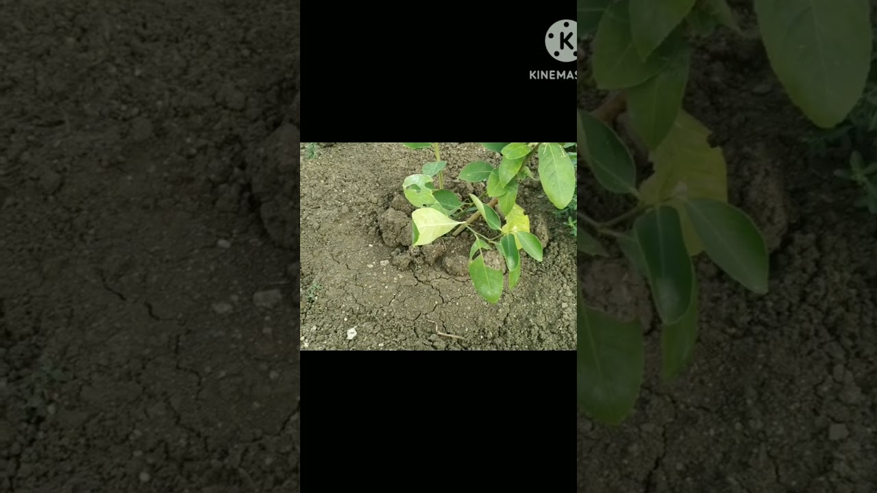 #farm update's #shortsviral #krishna patnam natukolla farm