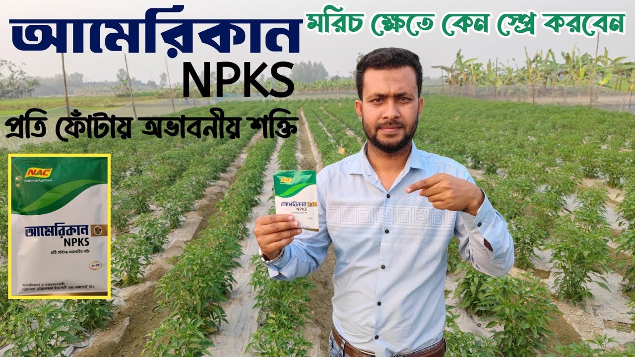 মরিচ ক্ষেত এ আমেরিকান NPKS কেন স্প্রে করবেন? আমেরিকান NPKS স্প্রে করলে মরিচ গাছের কি উপকার হবে?