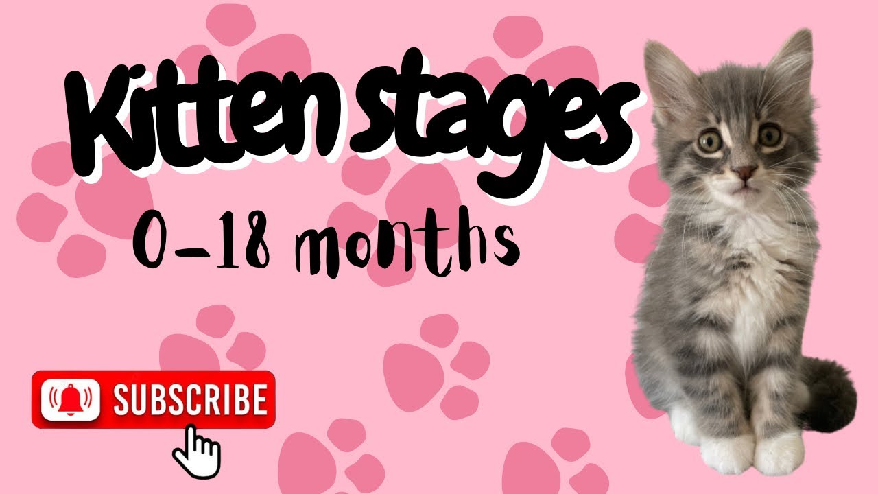 All about kittens: kitten milestones!