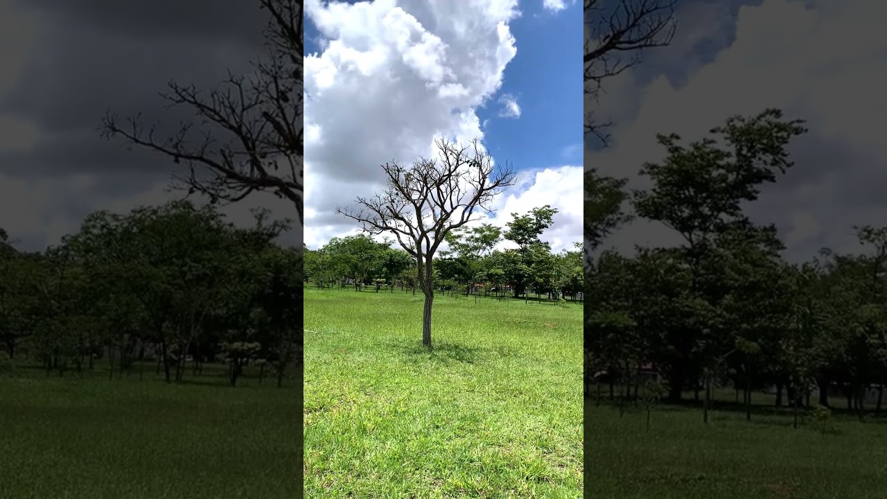 A Lição Da Árvore 