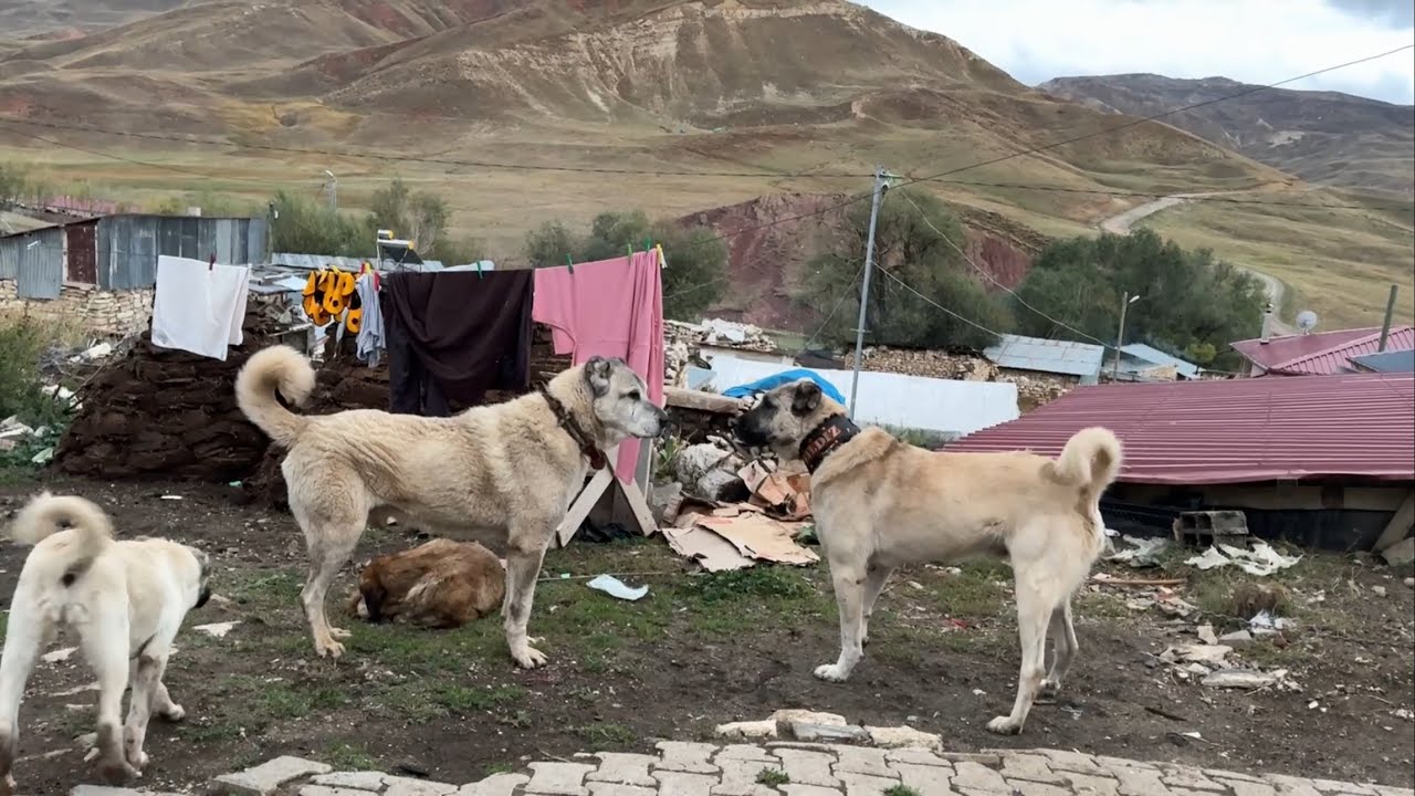 İŞTE BEKLENEN O KARŞILAŞMA AZAT ŞERO İLK DEFA KARŞI KARŞIYA ŞERO SEN FARKLI BİRŞEYSİN