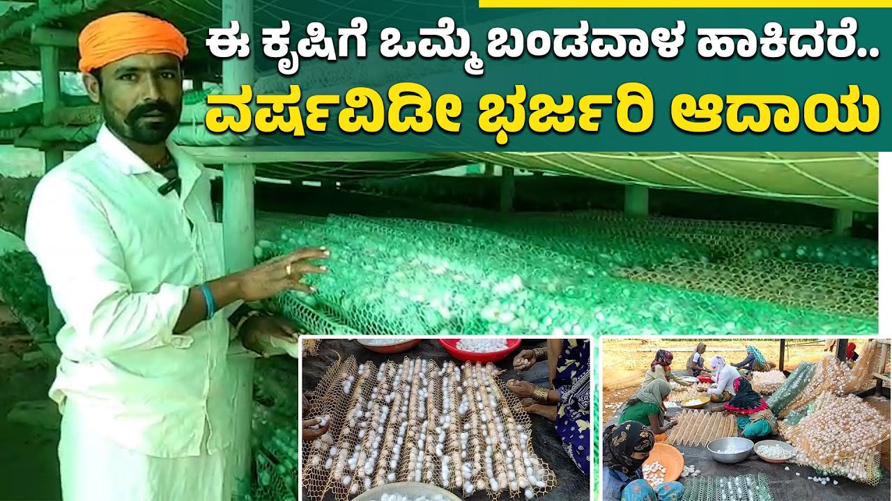 ಕೊಪ್ಪಳ: ಲಕ್ಷಗಟ್ಟಲೆ ಆದಾಯ ನೀಡುವ ರೇಷ್ಮೆ ಕೃಷಿ: How profitable is Sericulture or Silk farming ?