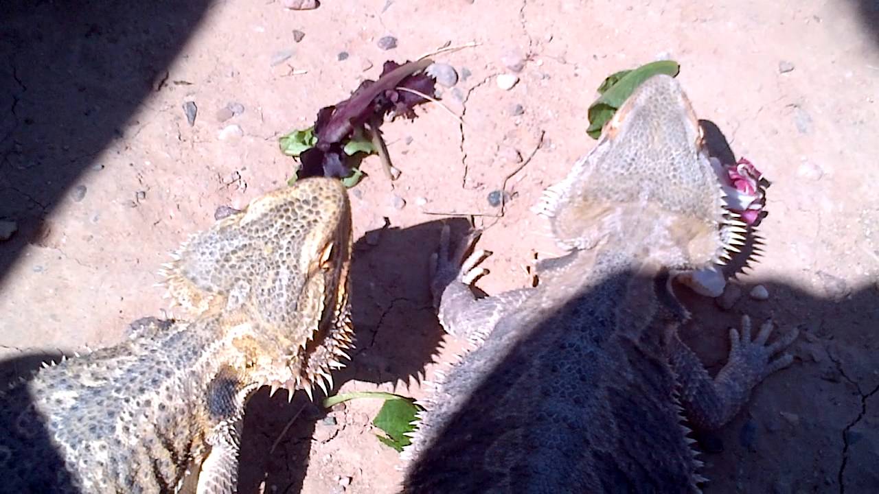Allambi and Siszor in Spring 2013
