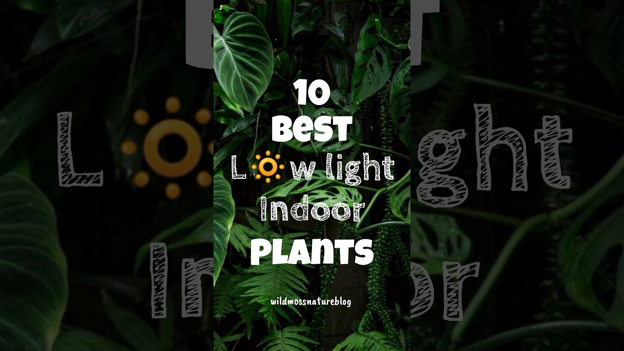 Best indoor plants without sunlight / low light indoor plants 