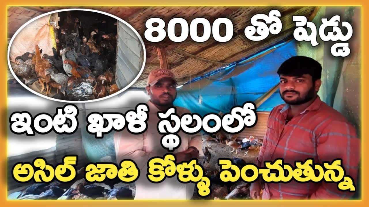 ఇంటి దగ్గర ఖాళీ స్థలంలో అసిల్ కోళ్ళు పెంచుతున్న |Aseel kolla farming in telugu|mallesh adla |