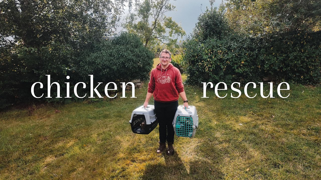 Adopting Hens for the Homestead