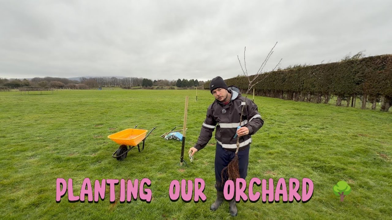 Planting Our Orchard 🌳 | Bare Root Trees, Rootstocks & Getting
