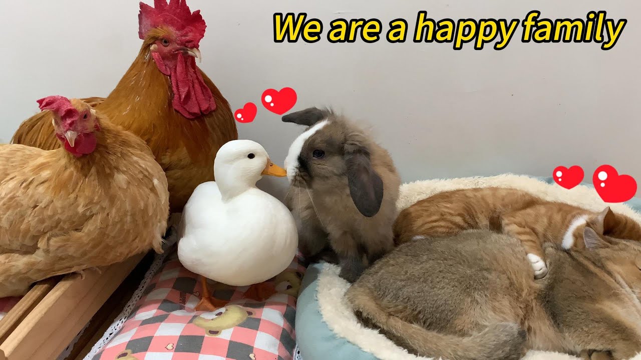 So funny! The hen and rooster envy the loving cat couple! The rabbit and duck are hilarious! So cute