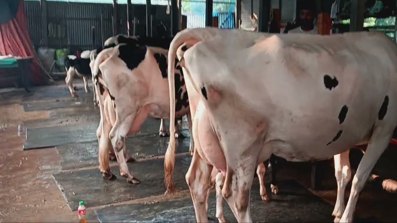 01703852115 খাদীজা ডেইরি 