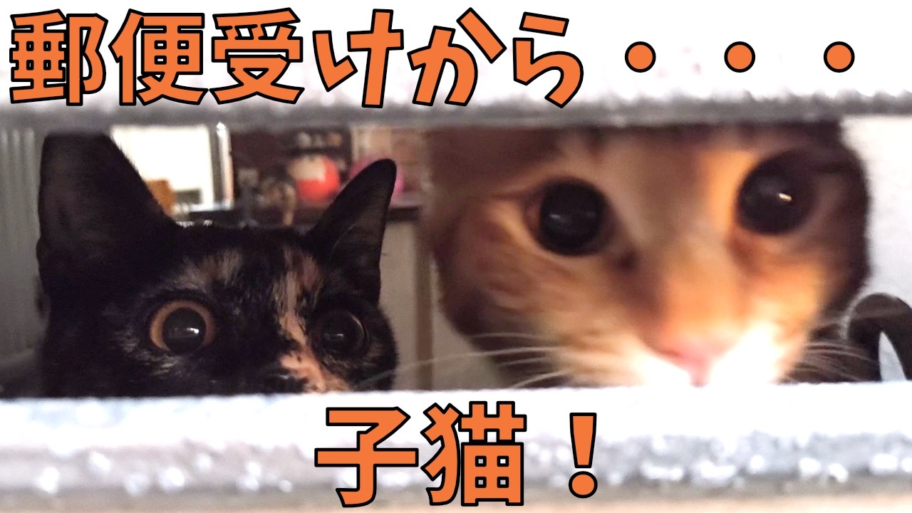 郵便受けからおかえりをする子猫たち