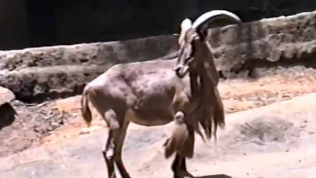 WILD GOAT (CAPRA AEGAGRUS), CAPRINOS, CABRA-SELVAGEM, CABRAS, ZOO DE S&Atilde;O PAULO.