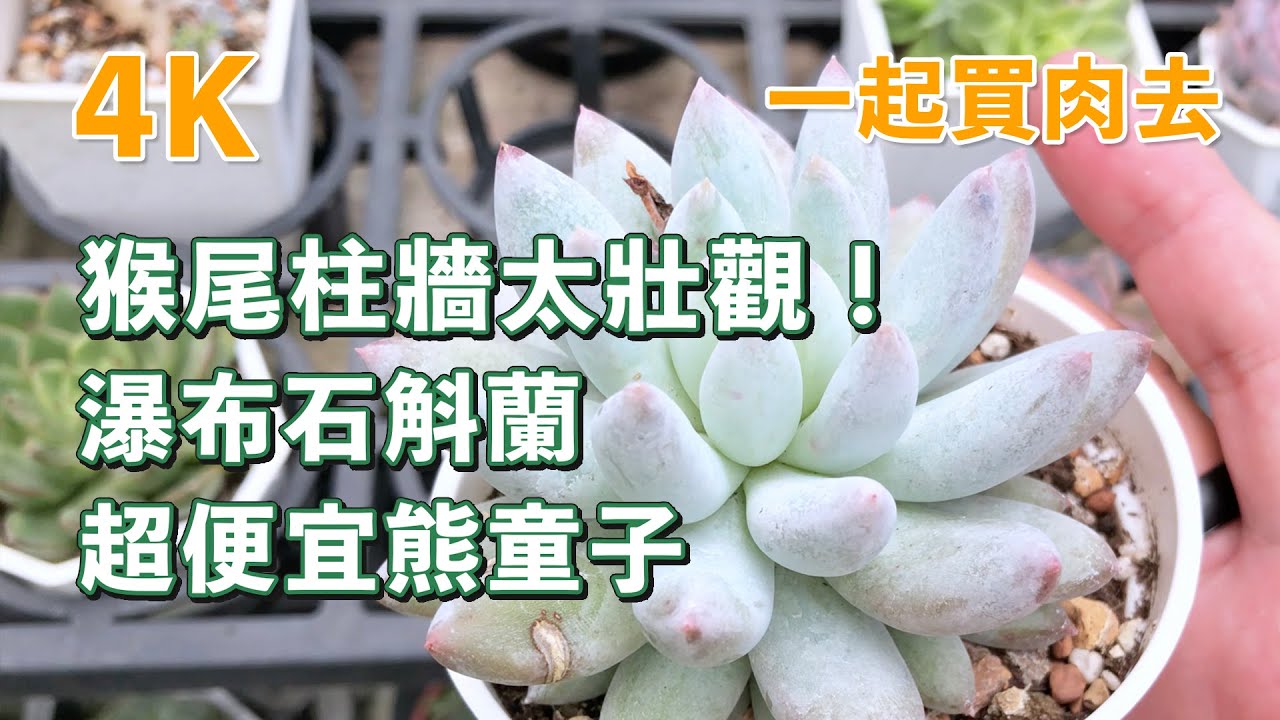【一起買肉去】衝了！朝聖傳說級「猴尾柱牆」！萌芳農場多肉撿漏，熊童子居然白菜價？新手快看！