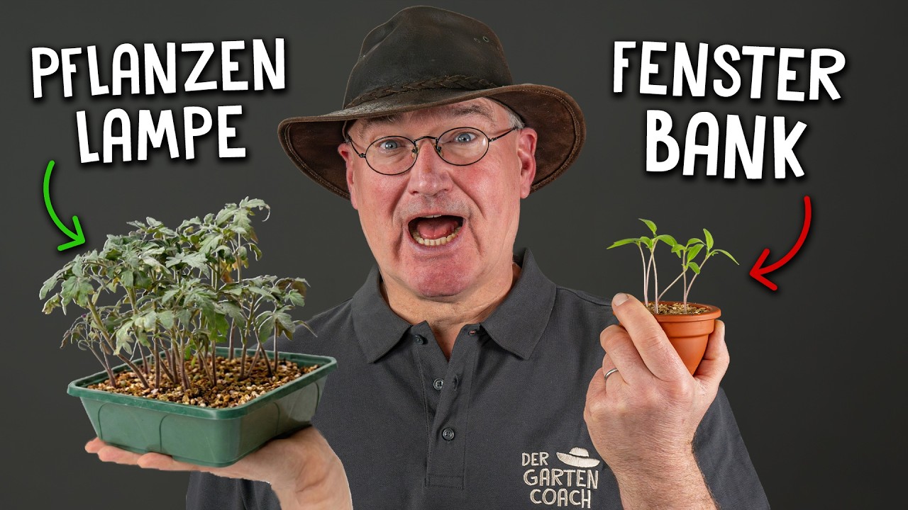 Kräftige Jungpflanzen im Februar vorziehen – Der häufigste Fehler