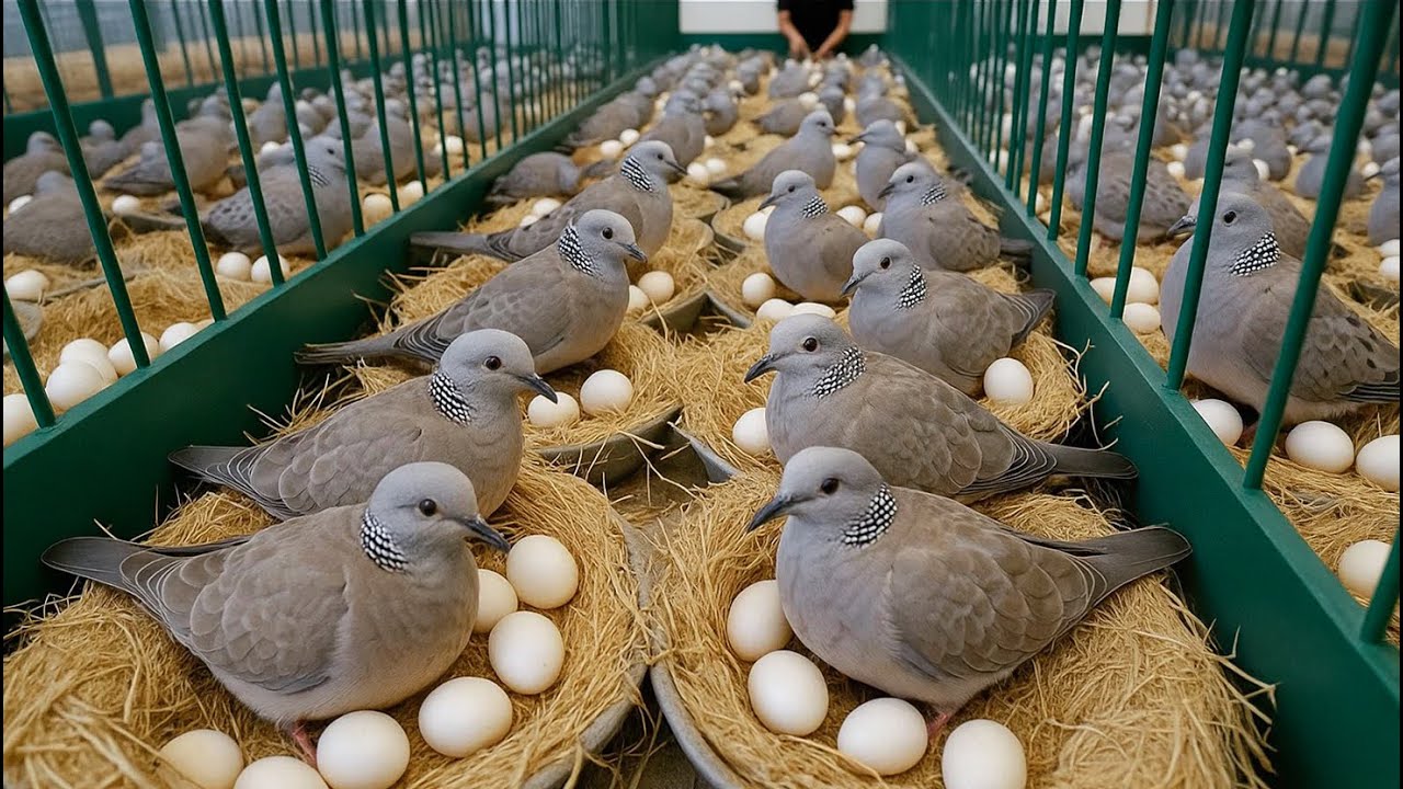 Poultry farming - How to raise pigeons for meat and eggs at home - Life on organic farm