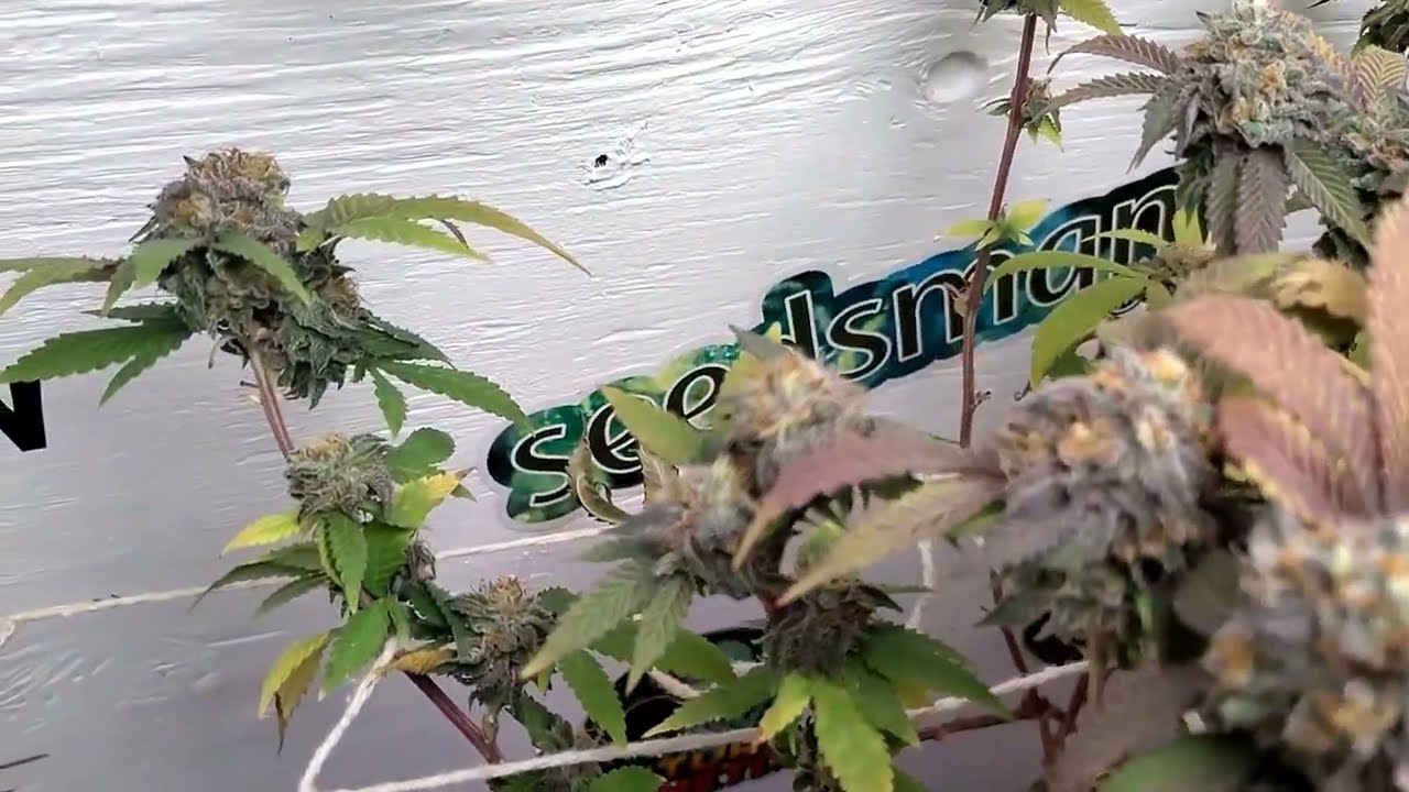 Week 8 Harvest (2 Ounce) 2x2x4 SCROG Viparspectra p1000 Zkittlez Glue Purple Ferrari Donkey Butter.
