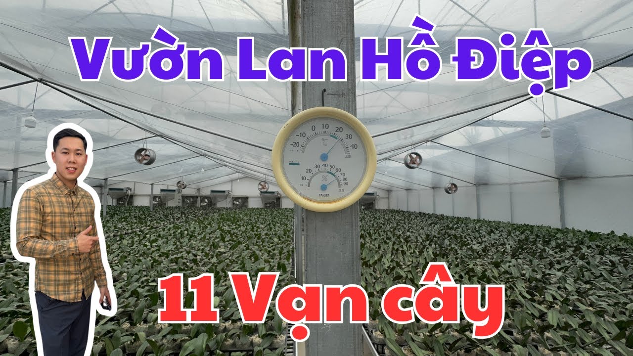Cận Cảnh vườn Lan Hồ Điệp 11 vạn cây với hơn 20 màu ở phòng điều hòa tại Hải Dương