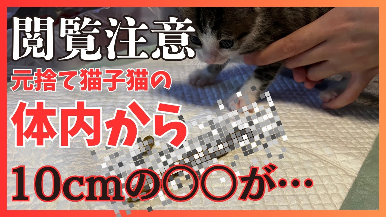【閲覧注意】緊急保護した子猫の体内から信じられないモノが出てきました…