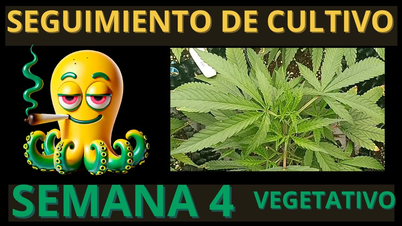 SEGUIMIENTO DE CULTIVO INDOOR (SEMANA 4) | LED 720W GRAN EFICIENCIA