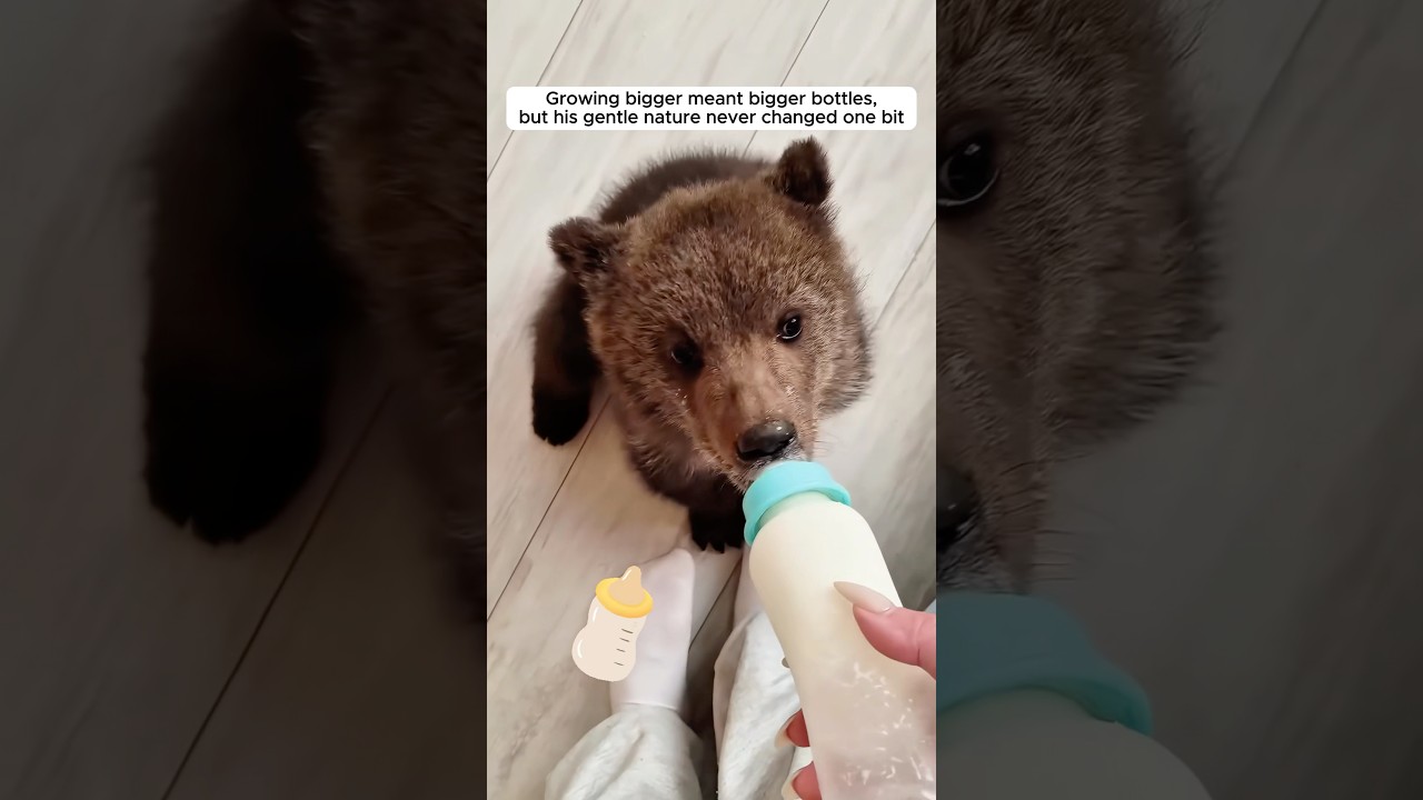 A kind family rescued a lonely bear cub on the road and raised him with love