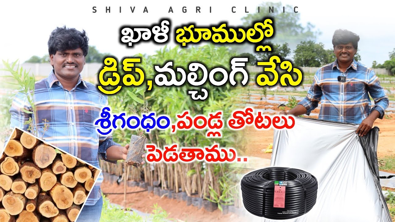ఖాళీ భూముల్లో శ్రీగంధం, పండ్ల మొక్కలు పెడుతాము | Sandalwood,Fruit Crops Plantation |Shiva Agriclinic